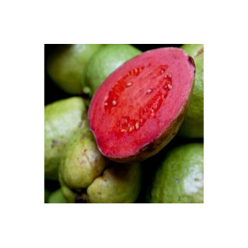 Табак Tangiers 250 г - NOIR Guajava (Гуава)