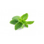 Табак Tangiers 100 г - BIRQUQ Cane Mint (Тростниковая мята)