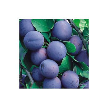 Табак Tangiers 250 г - Special Edition Kashmir Plum (Слива пряности)