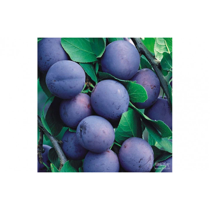 Табак Tangiers 250 г - Special Edition Kashmir Plum (Слива пряности)