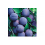 Табак Tangiers 250 г - Special Edition Kashmir Plum (Слива пряности)