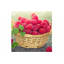 Табак Tangiers 250 г - SPECIAL EDITION New Raspberry (Новая Малина)
